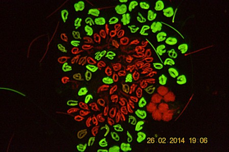 Spermatidi in lombricus - Verdi Giovani Rossi più maturi DiBr FITC